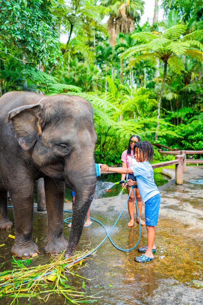 Animal Attractions in Bali - Beau Blake washing Sumatra Baby Elephanit